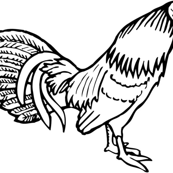 CHICK001 Thumbnail