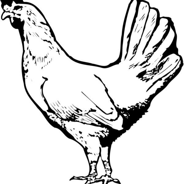 CHICK012 Thumbnail