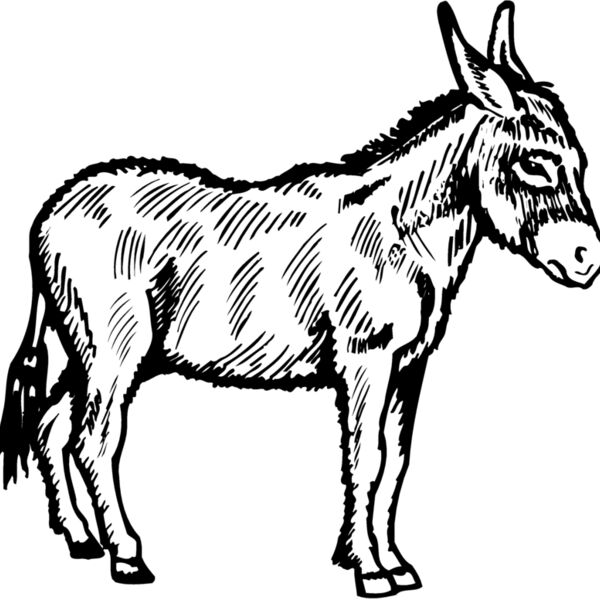 BURRO006 Thumbnail
