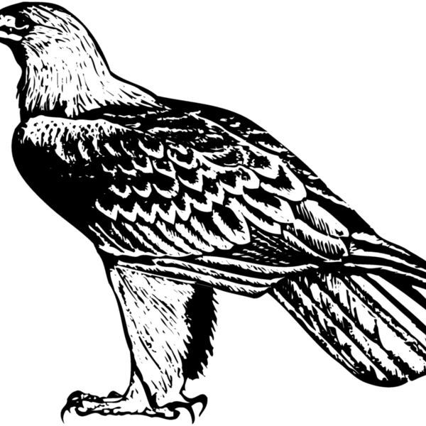 BIRD005 Thumbnail