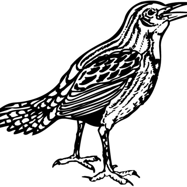 BIRD023 Thumbnail