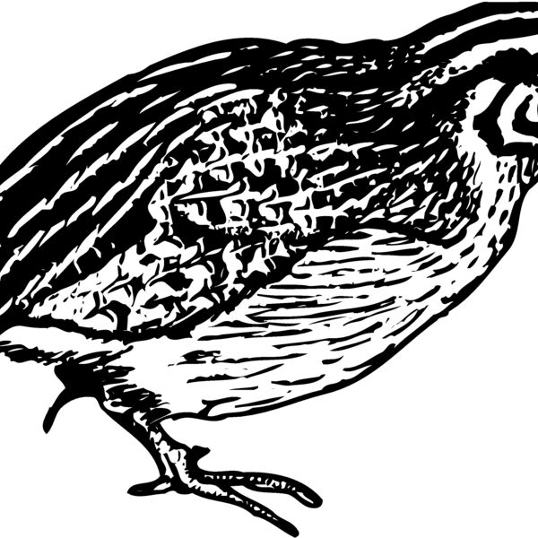 BIRD065 Thumbnail