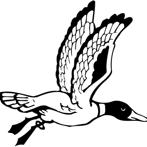 BIRD069 Thumbnail