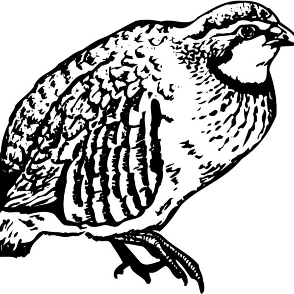 BIRD074 Thumbnail