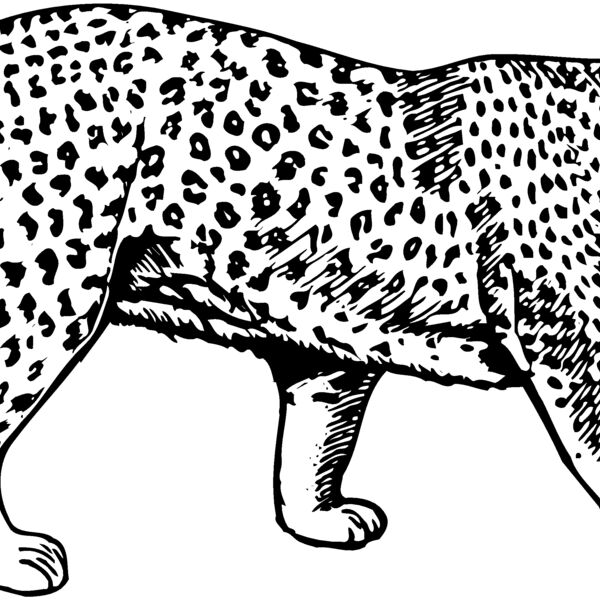 LEOPARD1 Thumbnail