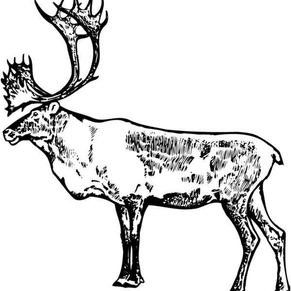 MOOSE003 Thumbnail