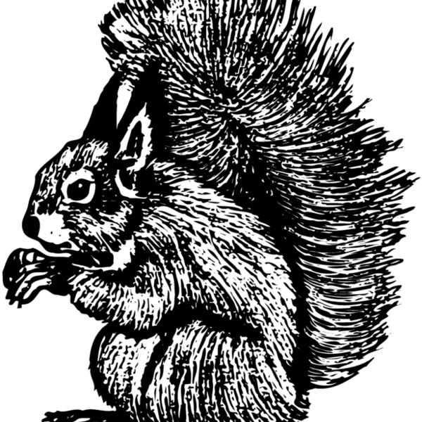 SQUER005 Thumbnail