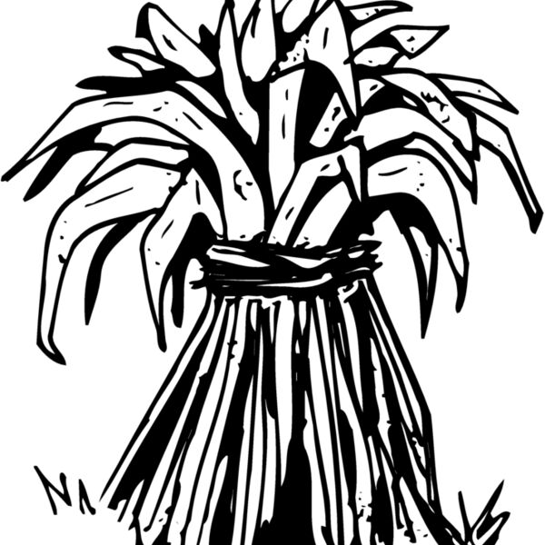GRAIN007 Thumbnail