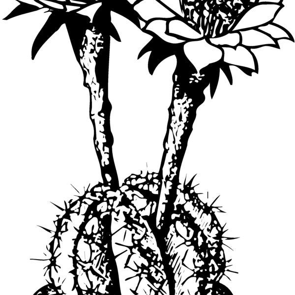 CACTUS03 Thumbnail
