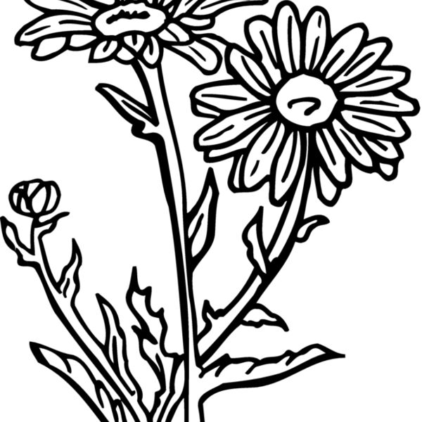 FLOWER17 Thumbnail