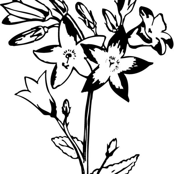 FLOWER25 Thumbnail