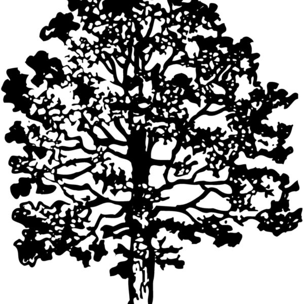 TREE0016 Thumbnail